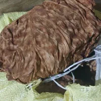 برگ زرد بنیاد تند (طلای پلنگی)