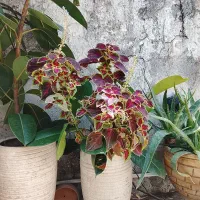 گل فیکوس بزرگ با قیمت ارزان به خاطر جابه جایی
