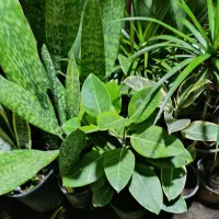 گل طبیعی|گل و گیاه طبیعی|لاهیجان, لیل|دیوار