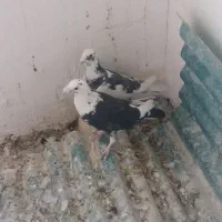 پلنگ نرو ماده المانی .فرهادگرد