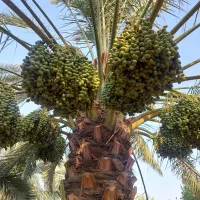 نخل،خرما،خارک،رطب،لیمو
