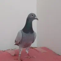 کفتر سبز آلمانی پلاکی نر