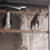 کبوتر خوشرنگ مغلف