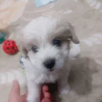 سگ شیتزواصل|سگ|کرمانشاه, |دیوار