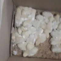 فروش جوجه گوشتی