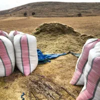 کاه عدس برای حیوانات