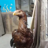 لاری(مرغ خروس جوجه)