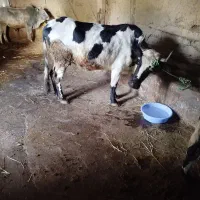 گاو ورزا گوساله نر لیشه