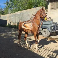 اسب اصیل کردی