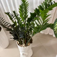 بستر کشت حرفهای گیاهان آپارتمانی و صیفیجات|گل و گیاه طبیعی|تربتحیدریه, بهشت عسکری|دیوار