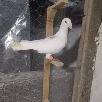 کبوتر|پرنده|نگین شهر, |دیوار