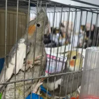 عروس هلندی مولد