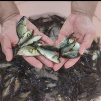 بچه ماهی کپور آمور فیتوفاگ بیگهد کوی خاویار اسپلش|ماهی|رشت, بلوار گیلان|دیوار