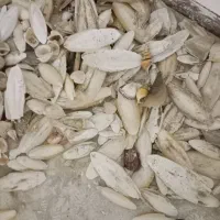 کف دریا