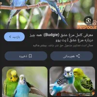 فروش مرغ عشق