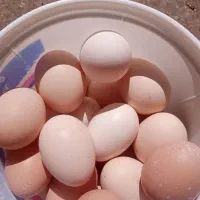 تخم مرغ نطفهدار نژاد اصیل آمروک