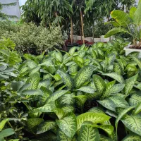 گل دیفن درگلخانه من زیر قیمت بازار|گل و گیاه طبیعی|بیرجند, |دیوار