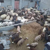 کار در دامداری
