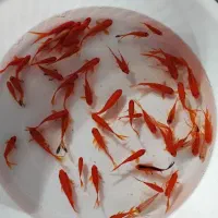 ماهی گلدفیش و قرمز شب عید|ماهی|اصفهان, پوریای ولی|دیوار