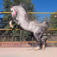 فروش اسب کرد