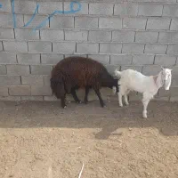 بره|حیوانات مزرعه|کلاله, |دیوار