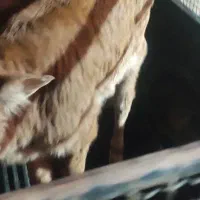 گوساله شیری|حیوانات مزرعه|حمیدیه, |دیوار