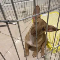 سگ شیواوا|سگ|نیشابور, امین اسلامی|دیوار