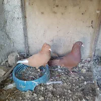 نرماده زرد وسرخ|پرنده|زابل, |دیوار