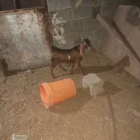 دوعدد بزنر|حیوانات مزرعه|بندر ماهشهر, |دیوار