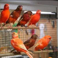 خریدو فروش انواع قناری