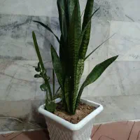 گل سانسوریا