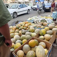 گرکه ولوبیاسبزتازه درجه یک