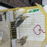 عروس هلندی ومرغ عشق