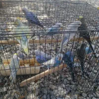 مرغ عشق اسپانگل و نژاد دار