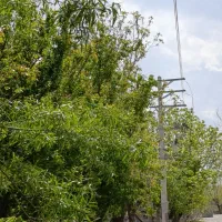 باغ و باغچه ۲۹۹ متر کوچه باغ قدیمی دنج/ویلا کهن