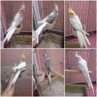 عروس هلندی نر