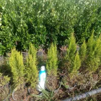 لاوسون یا کاج طلایی گلدان 3و4|گل و گیاه طبیعی|رامسر, |دیوار