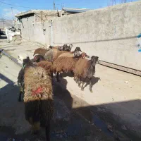 ۱۰ تا بر قوچ|لوازم جانبی حیوانات|گیان, |دیوار