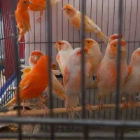 قناری موزاییکی و رد فاکتور  اورجینال