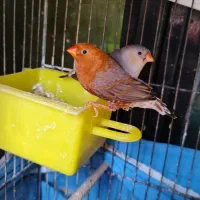 فنچ فول ارنج اروپایی اصیل و شارکول کارداده