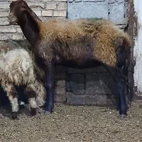 یک راس شیشک میش افشاری جوان سالم و پاک فروشی