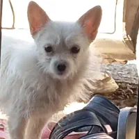 سگ اشپیتز ماده