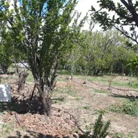 فروش زمین ۷۱۰ متری در زرنان
