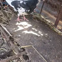 کبوتر|پرنده|آبدانان, |دیوار