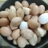 تخم مرغ محلی