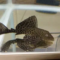 لجنخوار کت اسپرت|ماهی|مشکین‌دشت, |دیوار