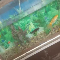 آکواریوم نو|ماهی|سبزوار, قاضی زاد|دیوار