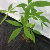 انواع بامبو پاچیرا گیاه پول و بنسای جنسینگ|گل و گیاه طبیعی|آبادان, |دیوار