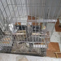 عروس هلندی زیبا