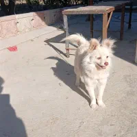 پامر اشپیتز